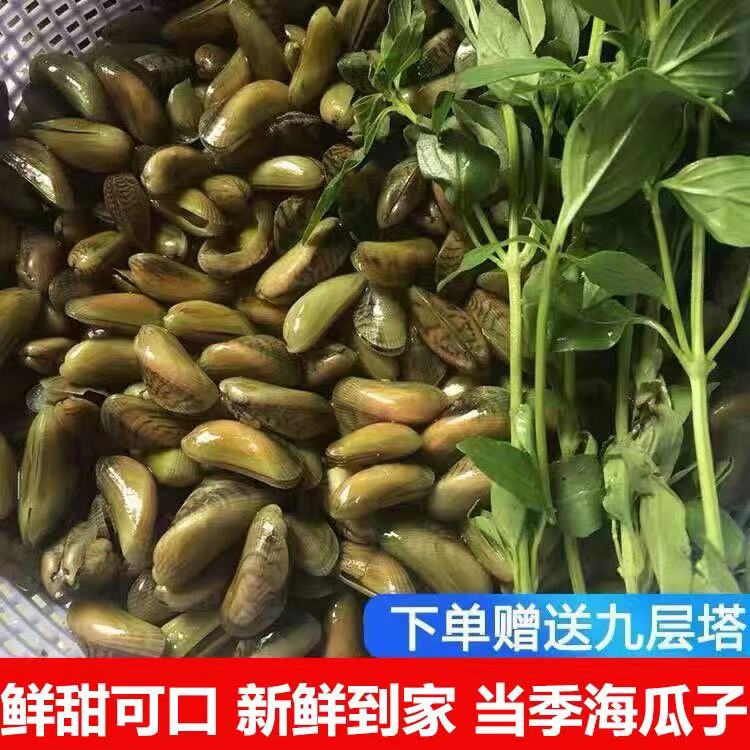 【顺丰包邮】海瓜子鲜活当季鲜活海鲜水产潮汕贝类海鲜送金不换-图1