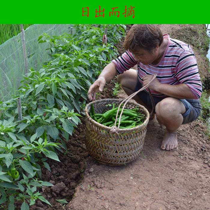 酸辣椒湖南自制农家小米辣腌制泡椒咸菜下粥开胃菜下饭菜湖南特产-图0