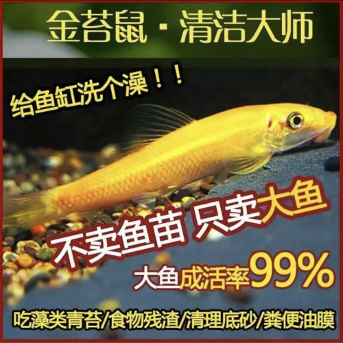 金苔鼠清洁鱼缸清道夫鱼金热带苔鼠观赏鱼青苔垃圾老鼠除藻工具 - 图2