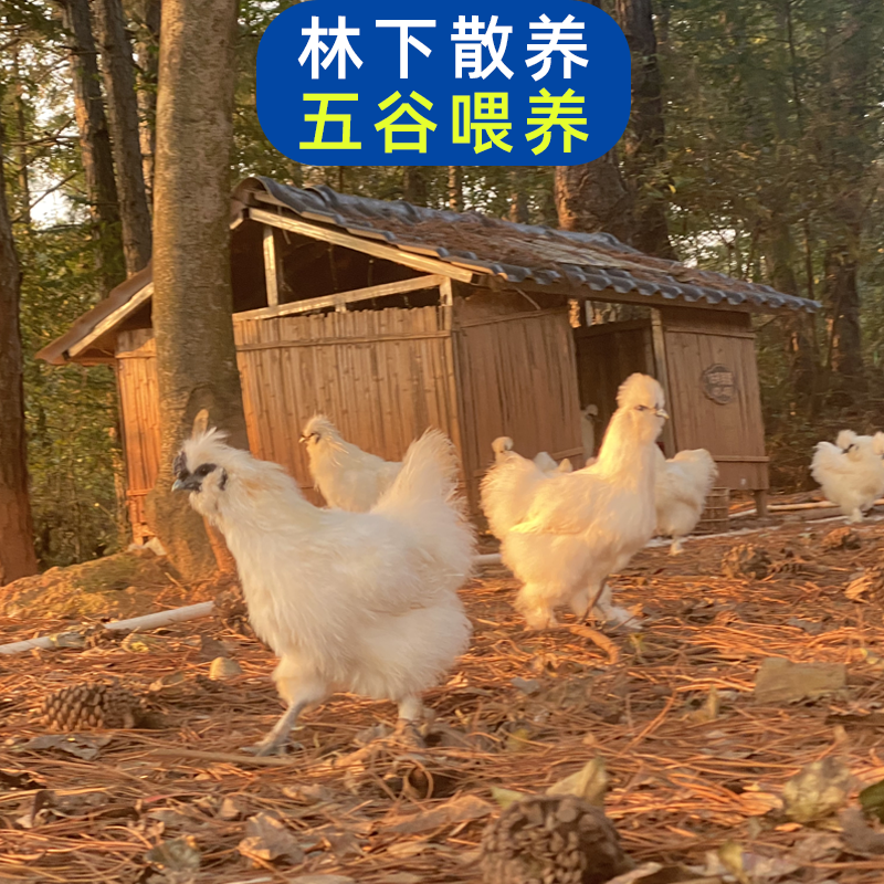 泰和纯种乌骨鸡新鲜现杀土鸡农家散养乌鸡