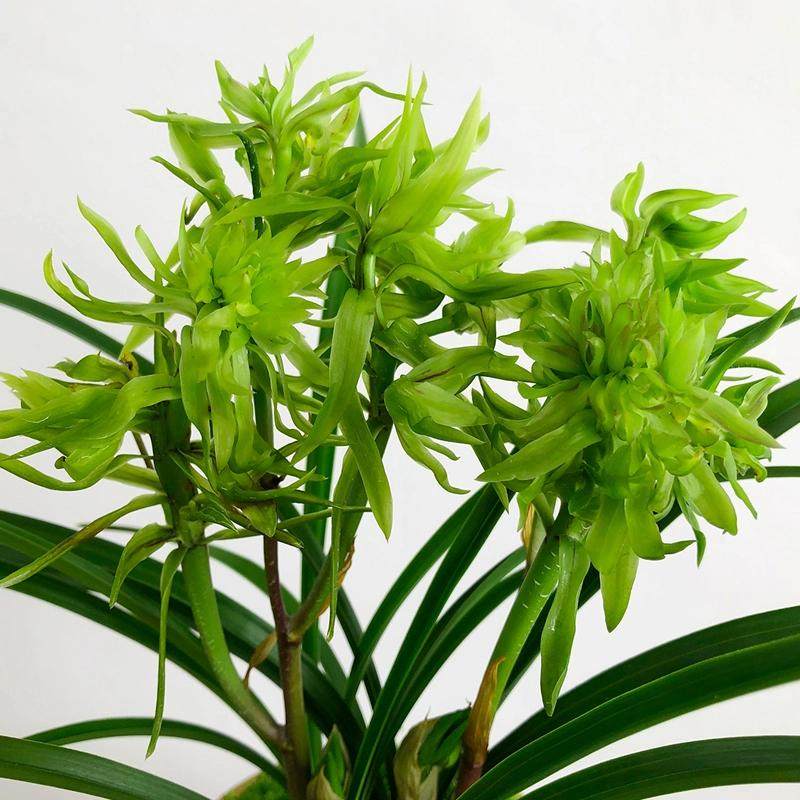 带花苞兰花苗【花开富贵】名品浓香型春兰奇花兰花苗室内盆栽植,淘宝优惠券,粉丝福利购,淘宝优惠卷