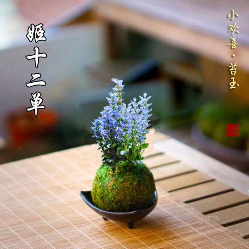 带花苞姬十二单单筋骨草日本山野草巧克力色叶蓝花植物耐寒耐热 - 图3