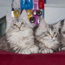 Burmese young cat red tiger spotted smoke grey silver tiger spotted brown Maine tiger spotted pure breed giant long wool cat living pet cat