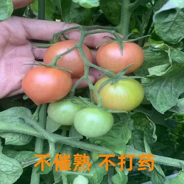 福建春桃柿子圣女果小番茄现摘草莓铁桃西红柿新鲜自然熟柿子水果,淘宝优惠券,粉丝福利购,淘宝优惠卷