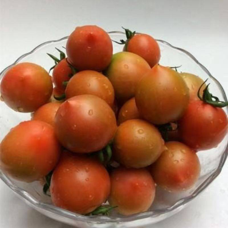 福建春桃柿子圣女果小番茄现摘草莓铁桃西红柿新鲜自然熟柿子水果,淘宝优惠券,粉丝福利购,淘宝优惠卷
