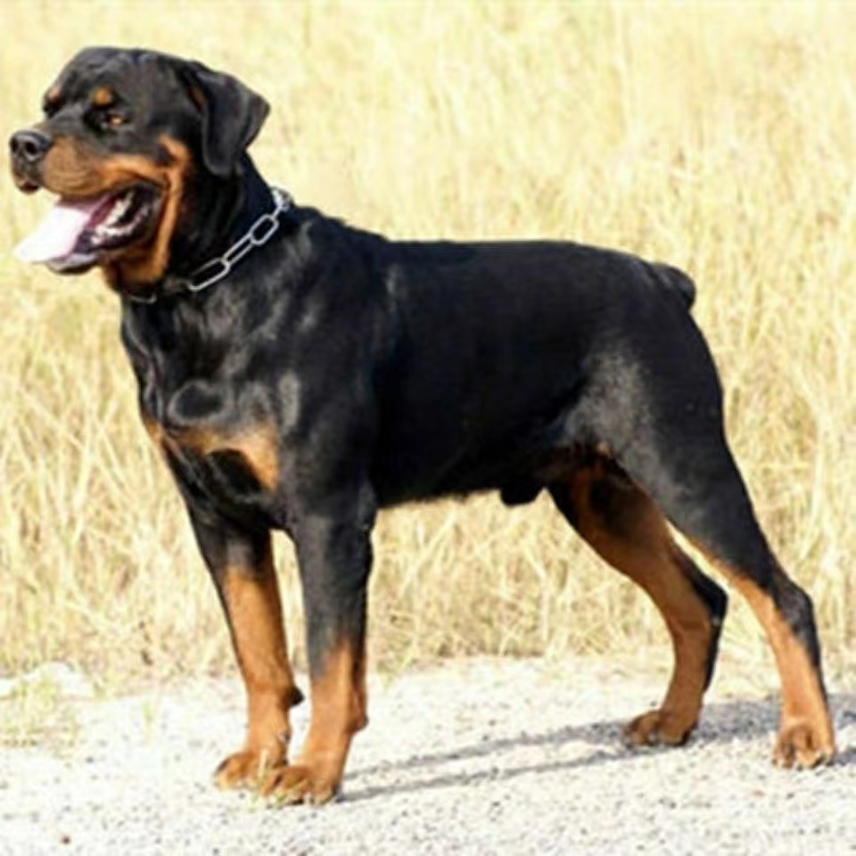 罗威纳幼犬狗狗活物大型犬活的护卫犬虎头幼犬罗威纳活体狗非纯种 - 图2