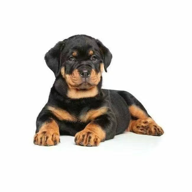 罗威纳幼犬狗狗活物大型犬活的护卫犬虎头幼犬罗威纳活体狗非纯种 - 图3