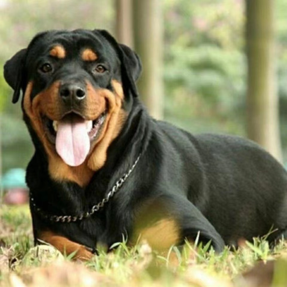 罗威纳幼犬狗狗活物大型犬活的护卫犬虎头幼犬罗威纳活体狗非纯种 - 图0