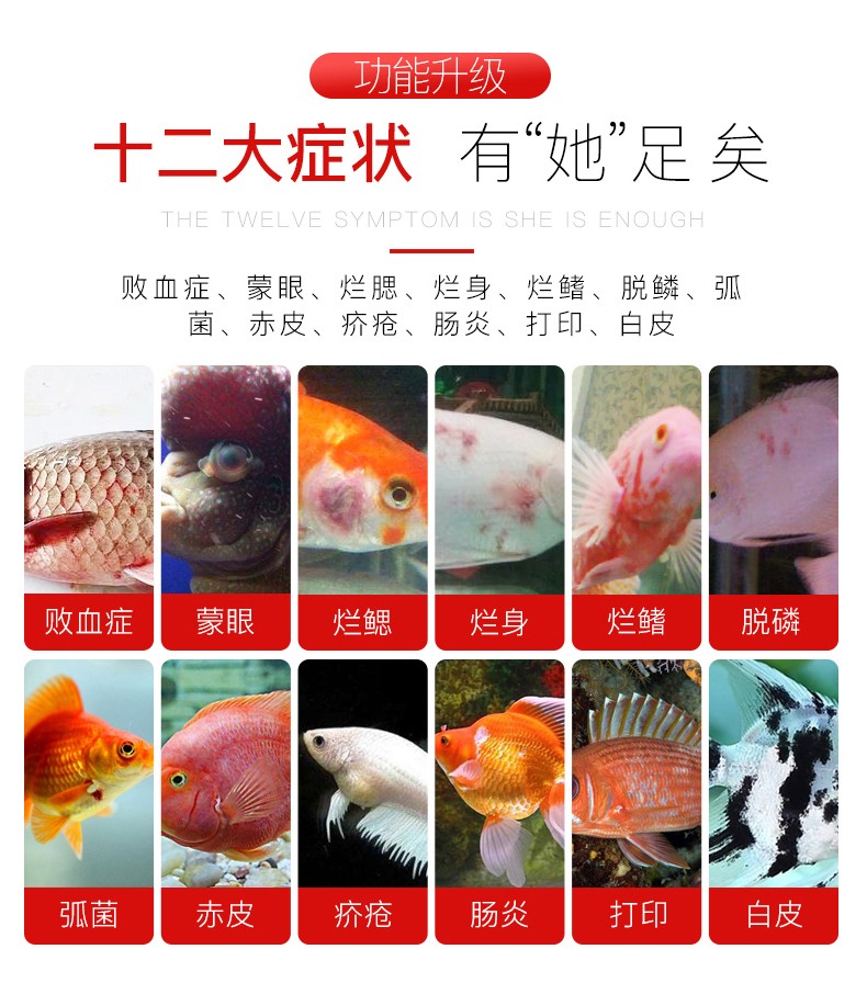 庆大霉素鱼用于锦鲤金鱼烂鳞烂肉烂尾烂鳍充血厌食鱼缸水族净水剂 - 图1