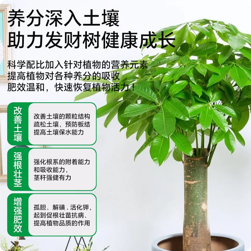 新洋丰发财树专用植物营养液通用型室内盆栽绿植花卉水培家用肥料 - 图2