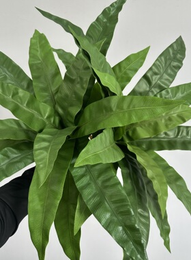 蕨类造景植物仿真鸟巢蕨肾蕨蕨草手感软胶空间装饰植物墙地插道具