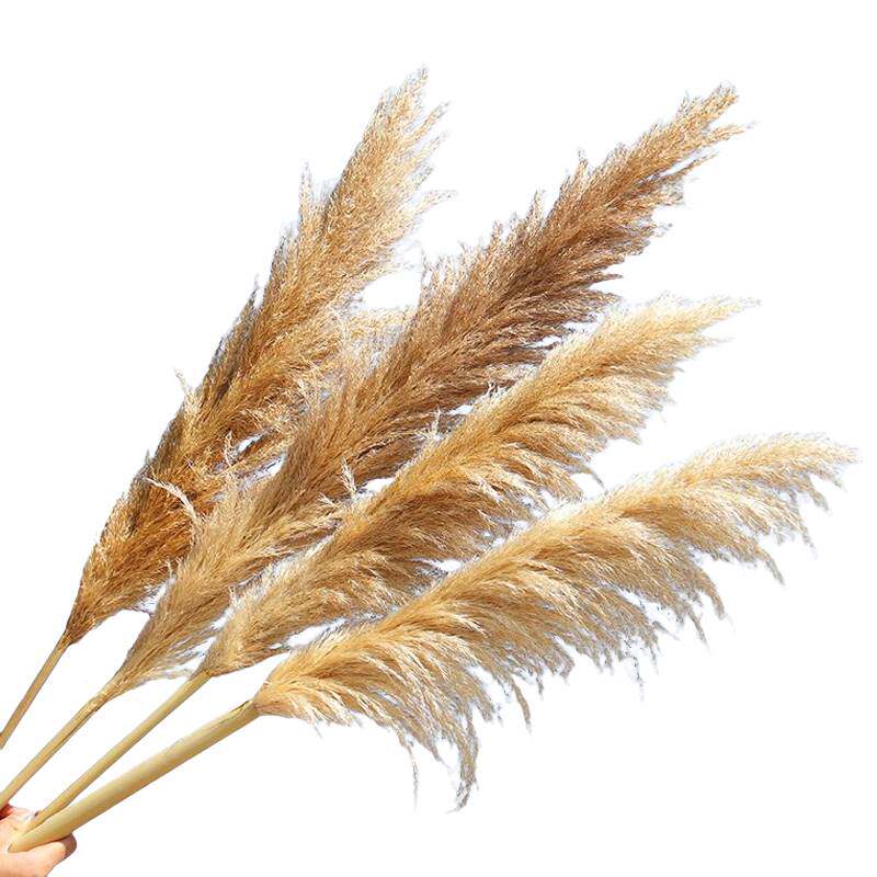 网红潘帕斯天然芦苇干花真花蒲苇摆件ins风婚庆落地大穗仿真花束
