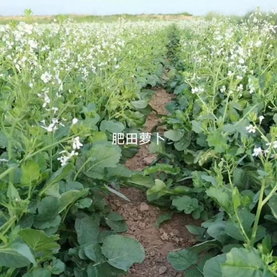 肥田萝卜种子果园天然优质绿肥种籽大全毛苕子猪屎豆毛豌豆田箐种 - 图1