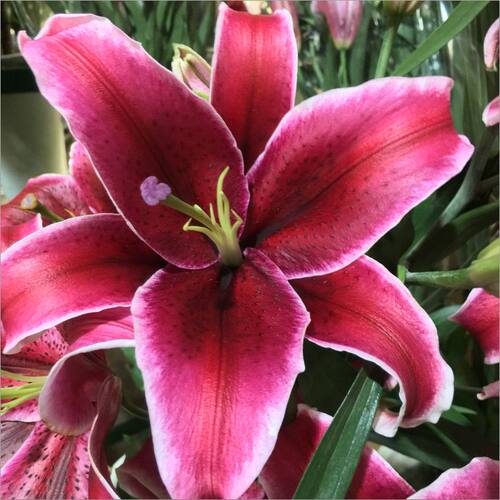 云南直发鲜花重瓣香水百合花混搭家用办公室花束水培插花基地直发 - 图3