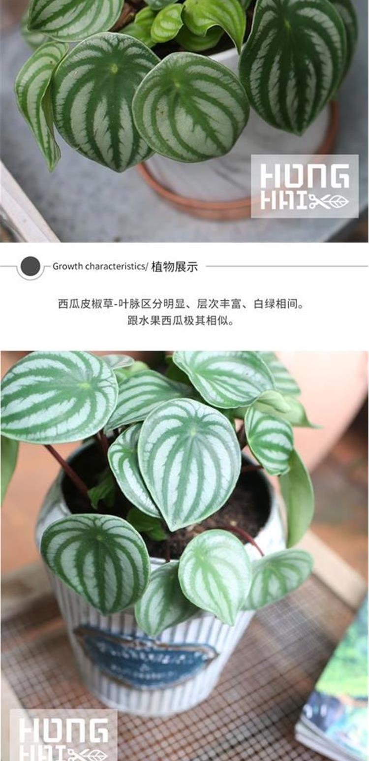 西瓜皮椒草盆栽 ins北欧绿植桌面小植物室内吸甲醛-图1