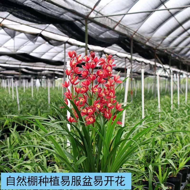 【红双喜】兰花苗净味花卉好养活阳台绿植盆栽蕙兰兰花盆栽,淘宝优惠券,粉丝福利购,淘宝优惠卷