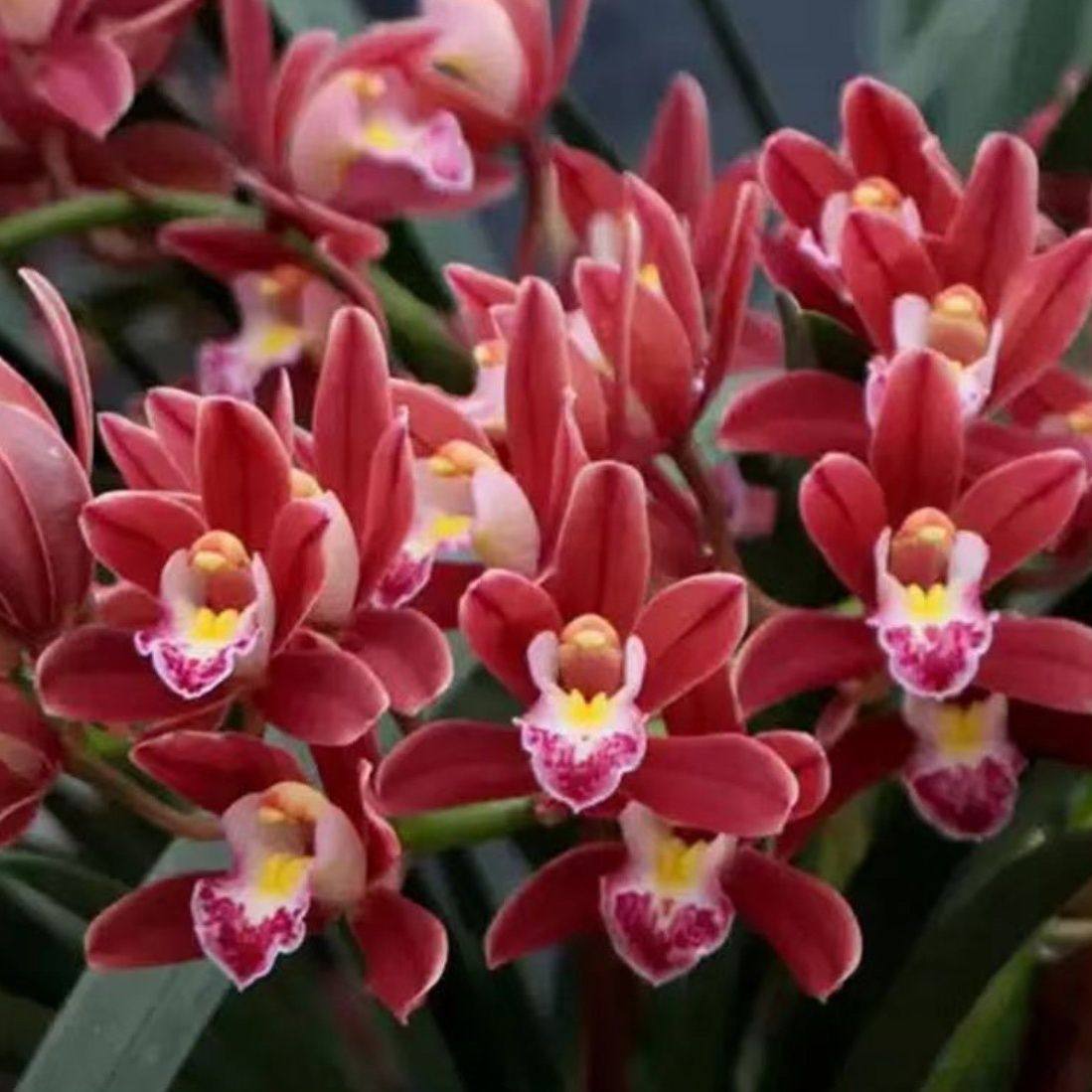 【红双喜】兰花苗净味花卉好养活阳台绿植盆栽蕙兰兰花盆栽,淘宝优惠券,粉丝福利购,淘宝优惠卷