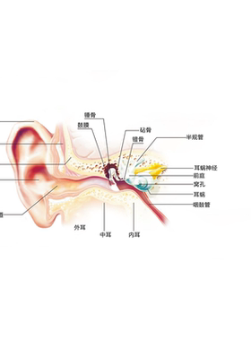 双耳解剖图耳朵的构造图耳部结构图听力损失分级中英文医学挂图