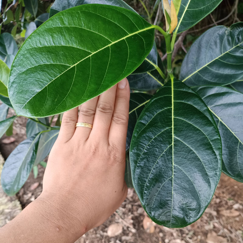 喂虫叶子现摘新鲜菠萝蜜树叶子树菠萝叶片过节喜庆包糍粑艾饼垫叶 - 图2