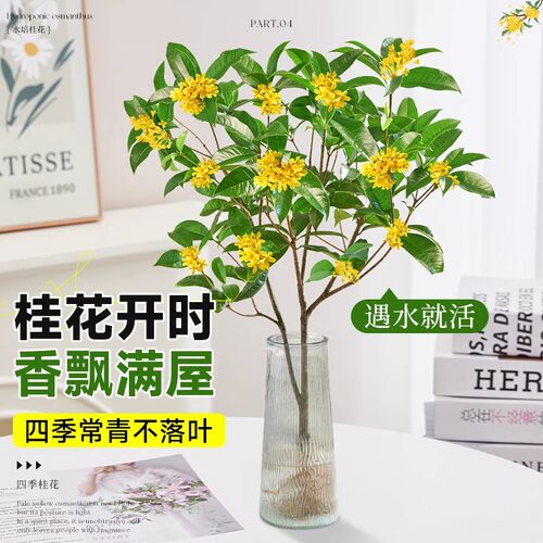 水培桂花盆栽树苗带花苞浓香室内办公室桌面水养四季桂花绿植花卉 - 图1