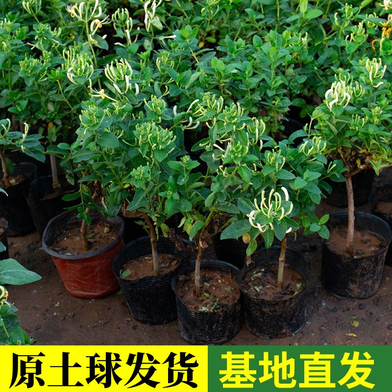 金银花树苗食用树形四季浓香型黄白盆栽老桩爬藤植物阳台庭院绿植 - 图2