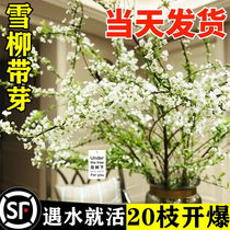 Snow-willow fresh branches Branches Potted Plants Spray Snow Inserts Flowers Hydroponic Plants Indoor Good Breeding Green Plant Withered Wood For Spring Dragon Willow