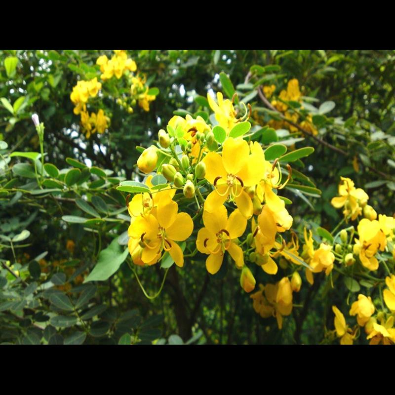 驱蛇奇花驱虫草蛇灭门种子护坡固土灌木种子黄花决明子 - 图3