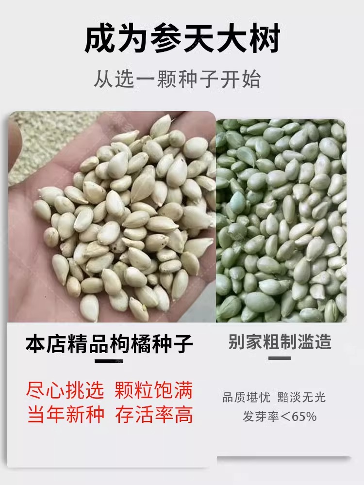 枸橘种子小叶香橙四川红桔柠檬嫁接柑桔沙糖桔沃柑脐橙积壳枳壳籽 - 图0