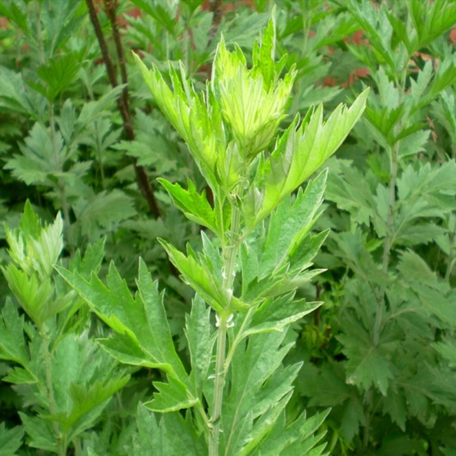 香艾草种子四季种食用艾蒿种子野生香草药用艾草籽蕲艾艾绒种子-图1