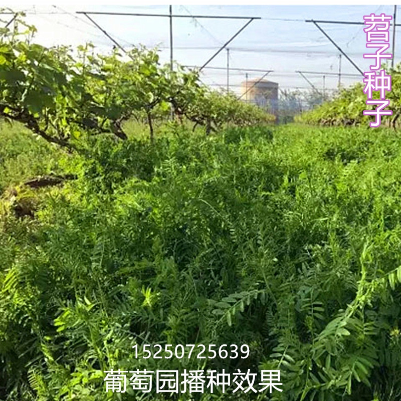 果园绿肥种子光叶紫花苕子长柔毛野豌豆毛苕子蜜源牧草易播北方 - 图3