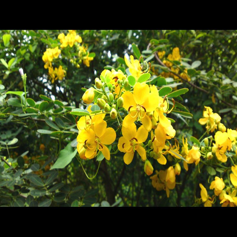 防蛇奇花草蛇草蛇灭门种子护坡固土灌木黄花决明子望江南 - 图3