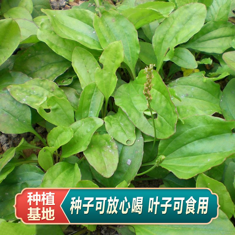 中药材车前草种籽新鲜车前子种子种植苗四季播种阳台盆栽籽 - 图2