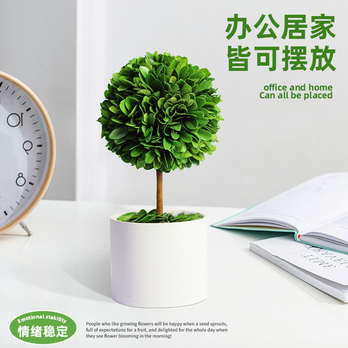 办公室桌面绿植摆件情绪稳定神器工位解压小盆栽室内客厅旺宅植物 - 图3