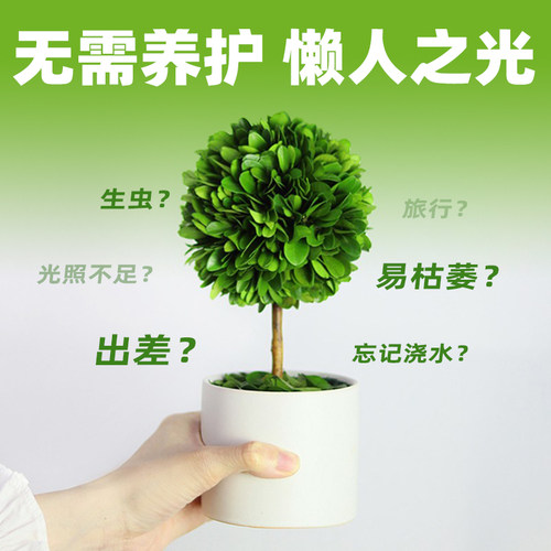 办公室桌面绿植摆件情绪稳定神器工位解压小盆栽室内客厅旺宅植物 - 图1
