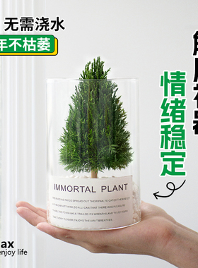 办公室桌面轻松解压绿植家居好物