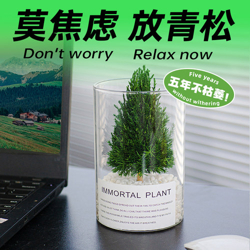 放青松办公室桌面绿植工位解压神器稳定情绪花卉室内植物生日礼品 - 图3