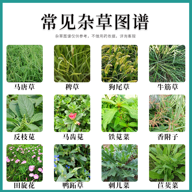 玉米苗后专用除草剂玉米地除草专用剂玉米田除草剂连封杀硝磺草酮 - 图0