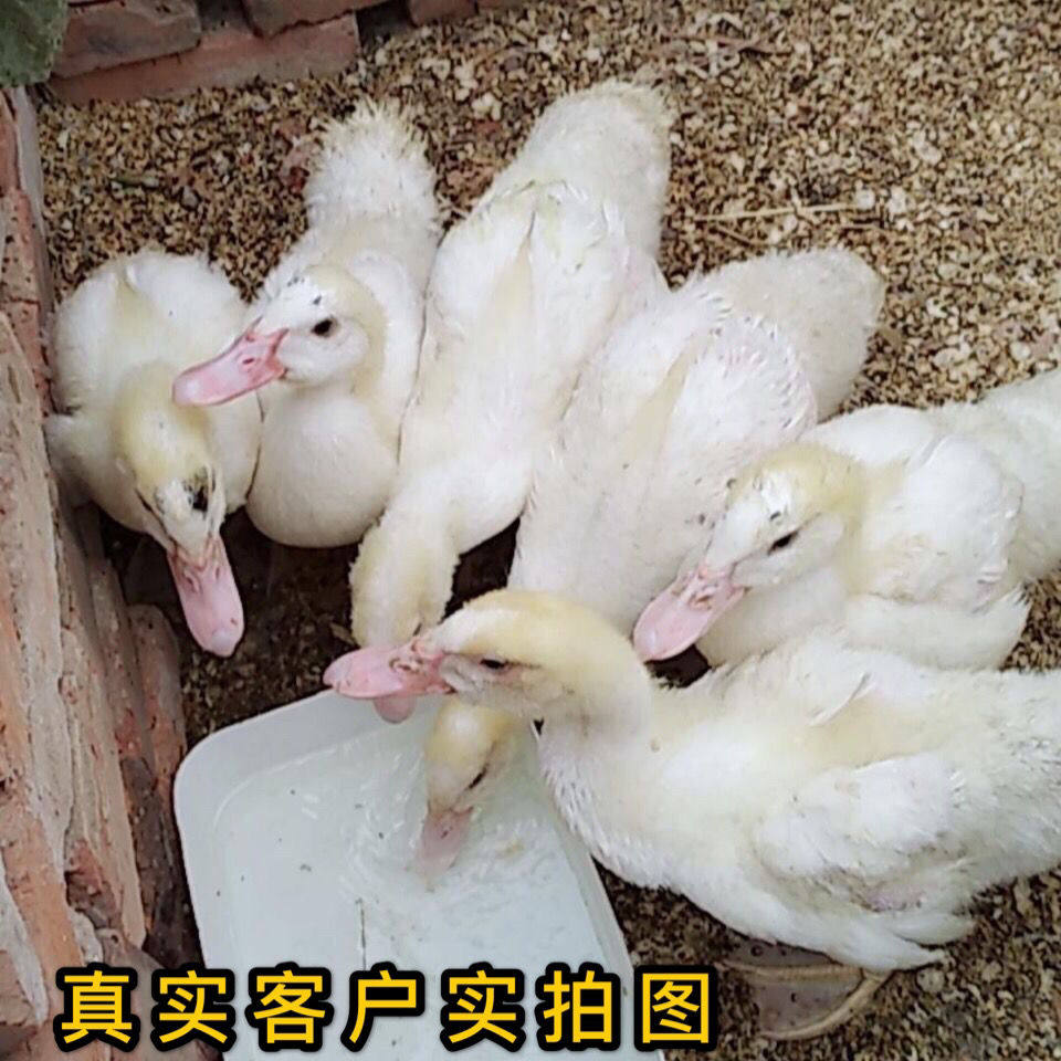 大种麻鸭黑番鸭苗纯种白番鸭苗绿壳蛋鸭苗绿头鸭苗一点黑小鸭活苗