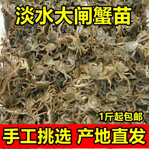 淡水活蟹大闸蟹苗盘锦河蟹苗稻田养殖扣蟹苗毛蟹中华绒螯蟹小螃蟹 - 图2