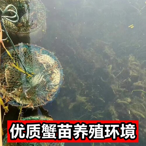 淡水活蟹大闸蟹苗盘锦河蟹苗稻田养殖扣蟹苗毛蟹中华绒螯蟹小螃蟹 - 图3