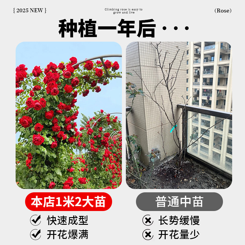蔷薇花苗藤本月季特大花耐寒庭院爬藤植物四季开花卉玫瑰阳台盆栽,淘宝优惠券,粉丝福利购,淘宝优惠卷