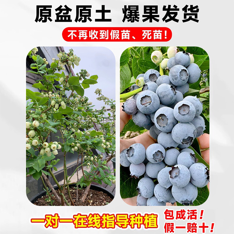 蓝莓树果苗盆栽带果发货阳台南北方种植蓝莓果树苗特大号当年结果,淘宝优惠券,粉丝福利购,淘宝优惠卷