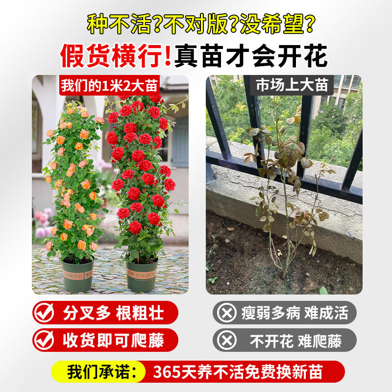 蔷薇花苗藤本月季特大花耐寒庭院爬藤植物四季开花卉玫瑰阳台盆栽,淘宝优惠券,粉丝福利购,淘宝优惠卷