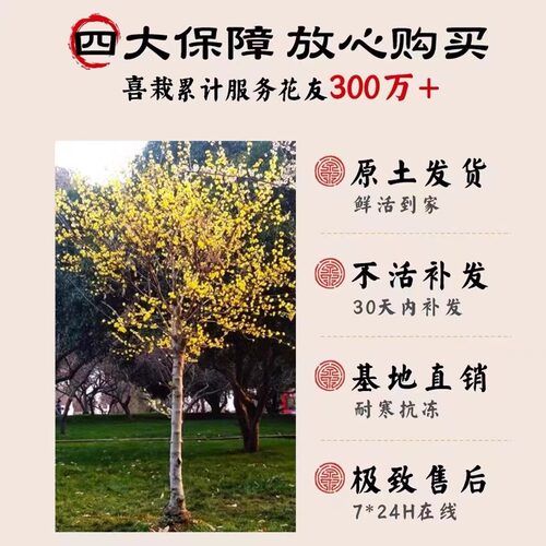 正宗腊梅花树苗庭院地栽耐寒冬季花卉植物阳台浓香型高杆老桩蜡梅 - 图2
