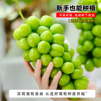 Sunshine Rose Grape Saplings Garden Climbing Sapphire Kyoho Grape Saplings Potted Southern Planting tree and fruit splings