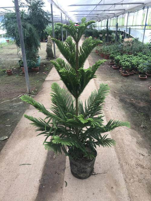 南洋松大小苗南洋杉树苗圣诞树花卉盆景客厅花卉绿植盆栽四季常青