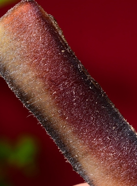 长毛大块皮切片中药材养胃入药