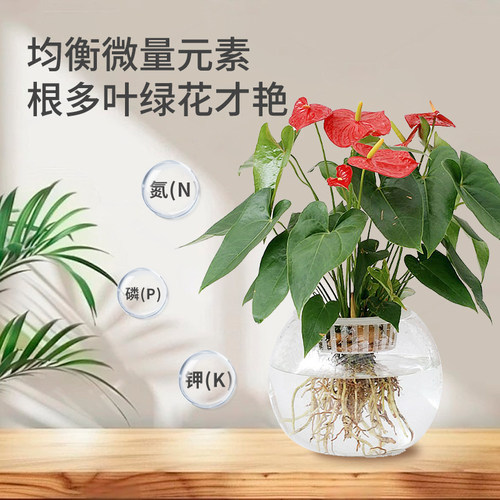 百花泉鲜花保鲜剂花卉水培植物富贵竹睡莲专用补充营养通用营养液 - 图2