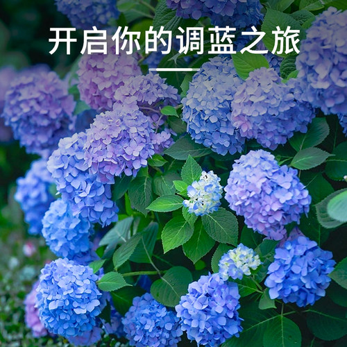 船长花园绣球调蓝剂硫酸铝酸性调色剂绣球花专用变蓝改色水溶花肥 - 图2