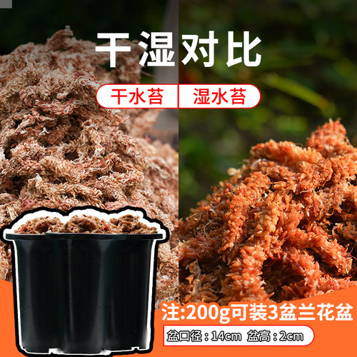 智利进口毛毛虫水苔七星干苔藓蝴蝶兰花专用土基质乌龟冬眠垫材 - 图2